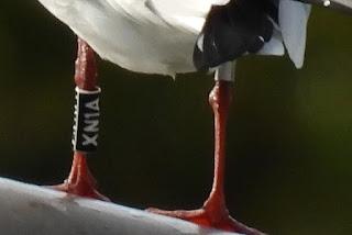 Una gaviota reidora con anilla negra XN1A