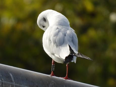 Una gaviota reidora con anilla negra XN1A