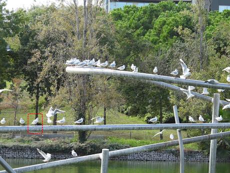 Una gaviota reidora con anilla negra XN1A