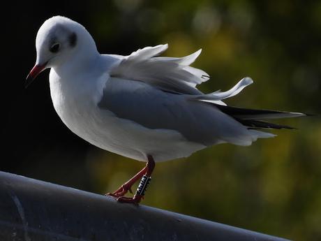 Una gaviota reidora con anilla negra XN1A