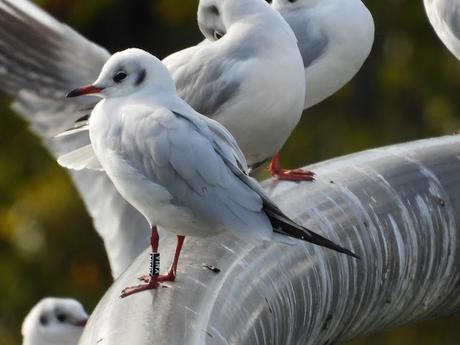 Una gaviota reidora con anilla negra XN1A