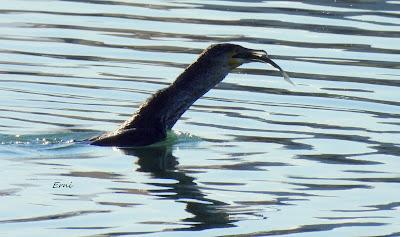 DISFRUTANDO UN LUNES AL SOL