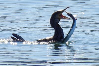 DISFRUTANDO UN LUNES AL SOL