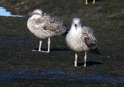 DISFRUTANDO UN LUNES AL SOL DISFRUTANDO UN LUNES AL SOL