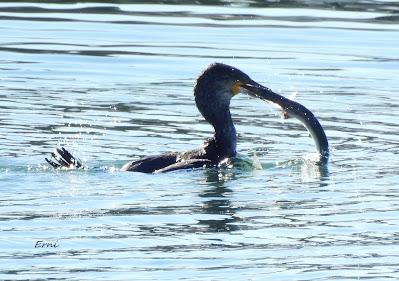 DISFRUTANDO UN LUNES AL SOL