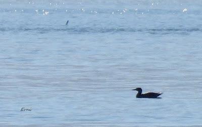 DISFRUTANDO UN LUNES AL SOL