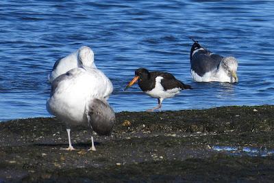 DISFRUTANDO UN LUNES AL SOL