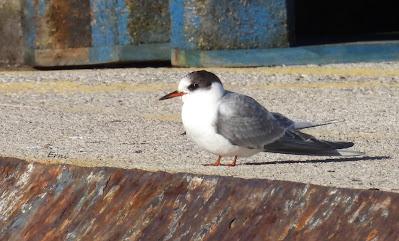 DISFRUTANDO UN LUNES AL SOL