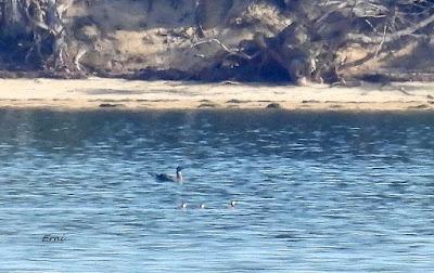 DISFRUTANDO UN LUNES AL SOL