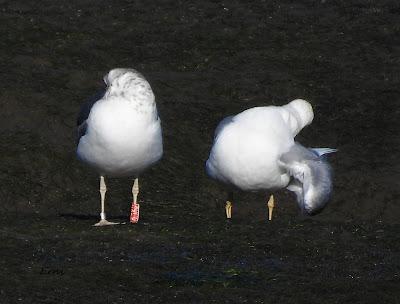 DISFRUTANDO UN LUNES AL SOL