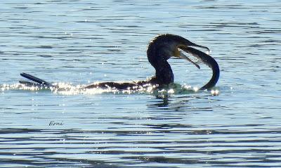 DISFRUTANDO UN LUNES AL SOL