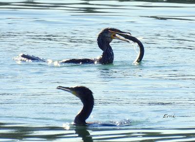 DISFRUTANDO UN LUNES AL SOL