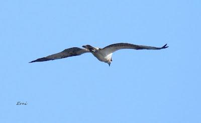 DISFRUTANDO UN LUNES AL SOL