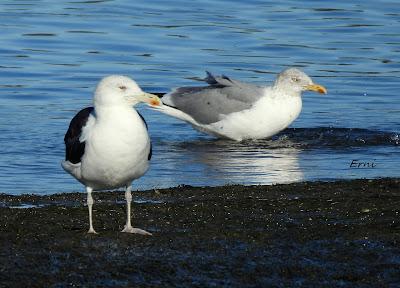 DISFRUTANDO UN LUNES AL SOL