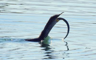 DISFRUTANDO UN LUNES AL SOL