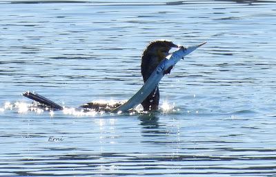 DISFRUTANDO UN LUNES AL SOL