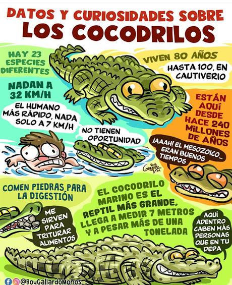Cocodrilos
