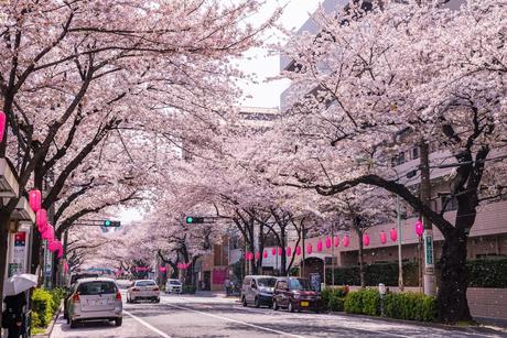 11 calles bordeadas de árboles en flor por las que tienes que caminar Calle Nakano