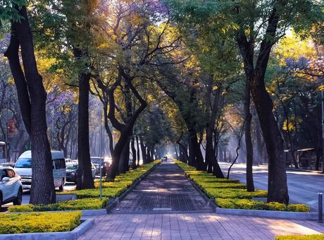 11 calles bordeadas de árboles en flor por las que tienes que caminar Avenida Reforma