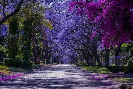 11 calles bordeadas de árboles en flor por las que tienes que caminar Calle Herbert Baker
