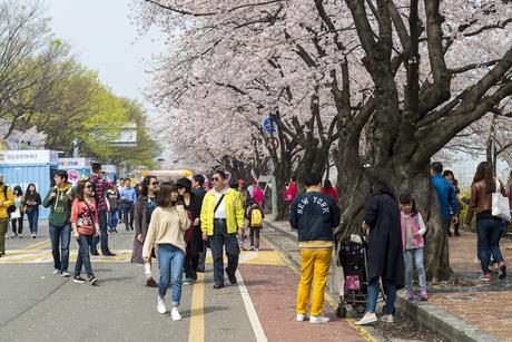11 calles bordeadas de árboles en flor por las que tienes que caminar Yunjung-ro