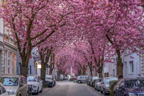 11 calles bordeadas de árboles en flor por las que tienes que caminar Heerstraße