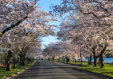 11 calles bordeadas de árboles en flor por las que tienes que caminar Ohio Drive SW