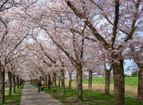 11 calles bordeadas de árboles en flor por las que tienes que caminar Terracotastraat