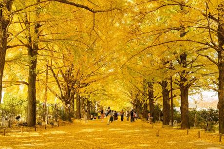 11 calles bordeadas de árboles en flor por las que tienes que caminar Avenida Jingu Gaien Ginkgo