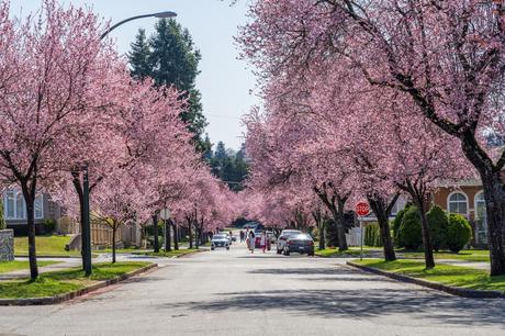 11 calles bordeadas de árboles en flor por las que tienes que caminar Avenida 22 oeste
