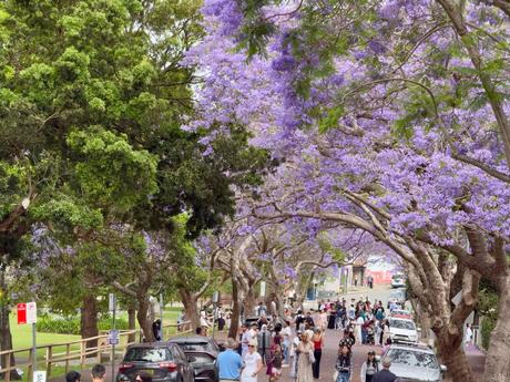 11 calles bordeadas de árboles en flor por las que tienes que caminar Calle McDougall