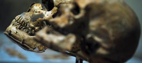 ¿Cuánto sabes sobre la evolución humana?Evolución humana:...