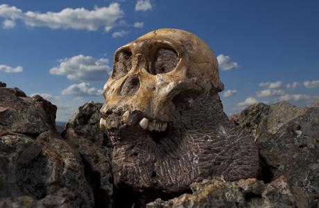 ¿Cuánto sabes sobre la evolución humana?Evolución humana:...