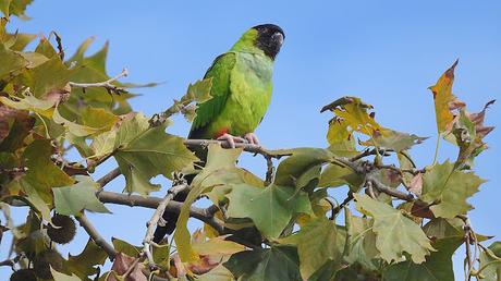 La Aratinga Ñanday en Barcelona La Aratinga Ñanday en Barcelona