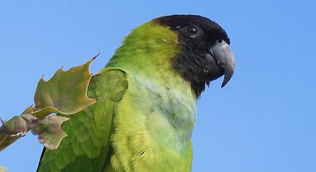 La Aratinga Ñanday en Barcelona La Aratinga Ñanday en Barcelona