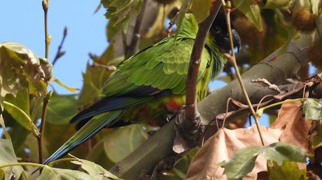 La Aratinga Ñanday en Barcelona La Aratinga Ñanday en Barcelona