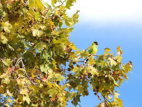 La Aratinga Ñanday en Barcelona La Aratinga Ñanday en Barcelona