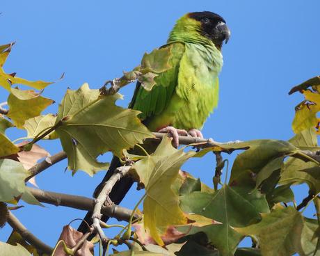 La Aratinga Ñanday en Barcelona La Aratinga Ñanday en Barcelona