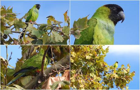 La Aratinga Ñanday en Barcelona La Aratinga Ñanday en Barcelona