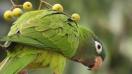 Aratingas cabeciazul en el Parc de les Glòries