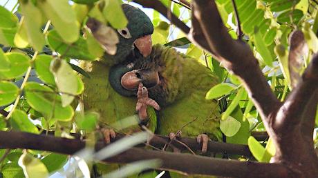 Aratingas cabeciazul en el Parc de les Glòries