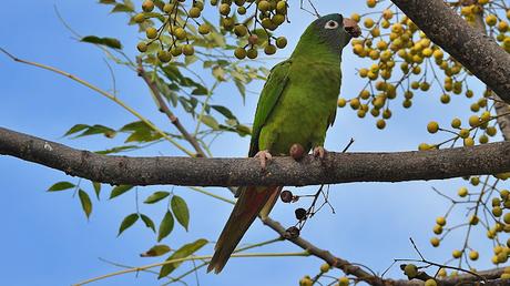 Aratingas cabeciazul en el Parc de les Glòries