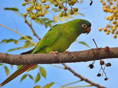Aratingas cabeciazul en el Parc de les Glòries