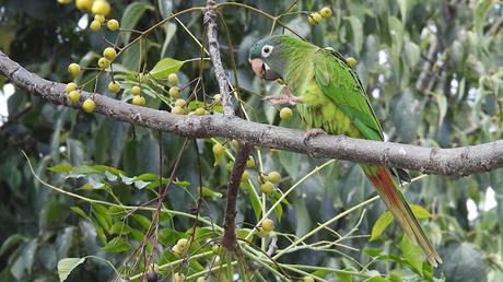 Aratingas cabeciazul en el Parc de les Glòries