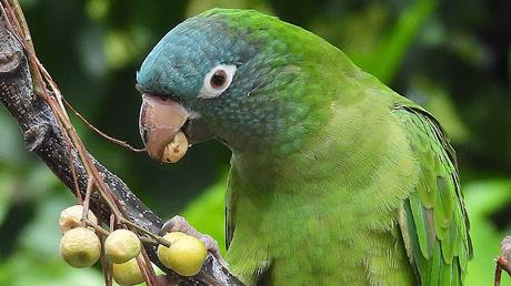 Aratingas cabeciazul en el Parc de les Glòries