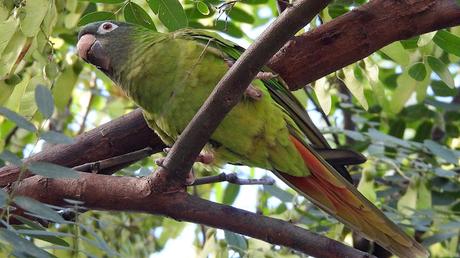 Aratingas cabeciazul en el Parc de les Glòries
