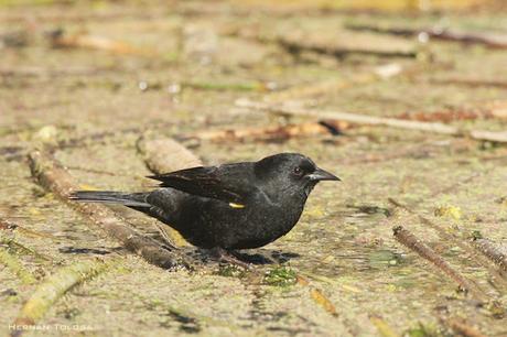 Un varillero muy raro
