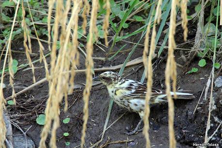 Un varillero muy raro