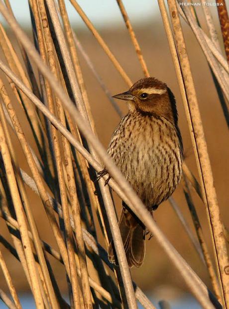 Un varillero muy raro