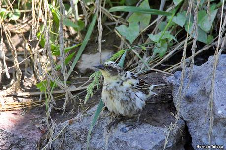 Un varillero muy raro
